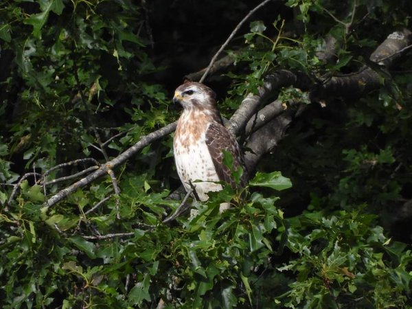 Buizerd [Eric Meeuwsen]