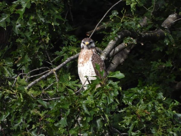 Buizerd [Eric Meeuwsen]