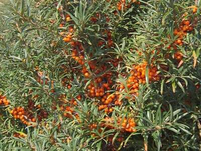 Hippophae rhamnoides 01 xndr 111861856839